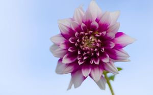 Preview wallpaper dahlia, flower, stem