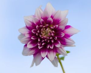 Preview wallpaper dahlia, flower, stem