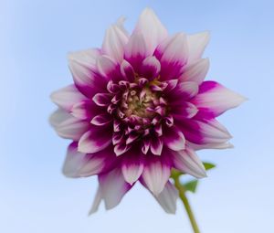 Preview wallpaper dahlia, flower, stem