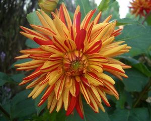 Preview wallpaper dahlia, flower, two-color, striped, green, close-up