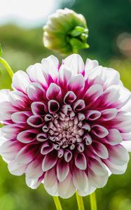 Preview wallpaper dahlia, flower, white, red