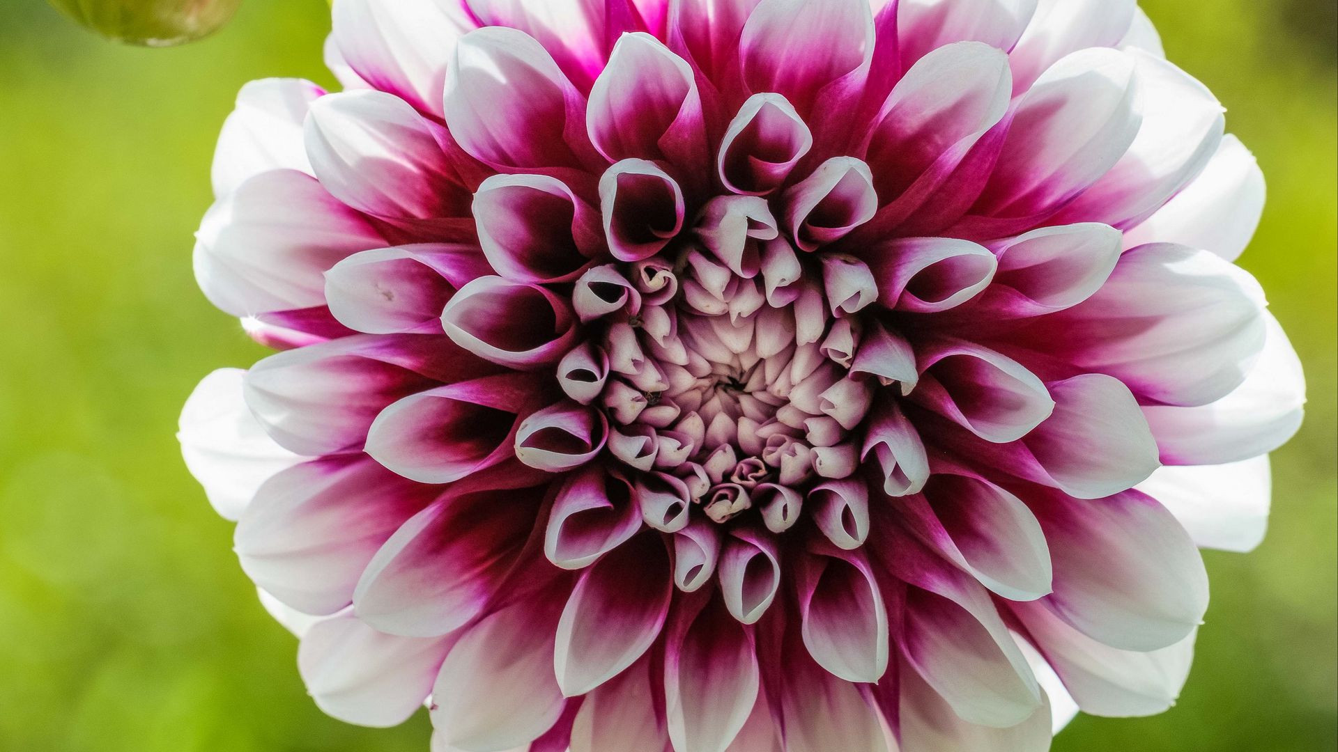 Download wallpaper 1920x1080 dahlia, flower, white, red full hd, hdtv