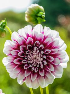 Preview wallpaper dahlia, flower, white, red