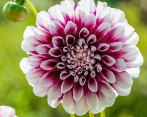 Preview wallpaper dahlia, flower, white, red