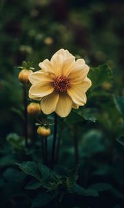 Preview wallpaper dahlia, flower, yellow, plant