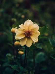 Preview wallpaper dahlia, flower, yellow, plant