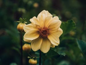 Preview wallpaper dahlia, flower, yellow, plant