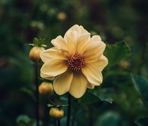 Preview wallpaper dahlia, flower, yellow, plant