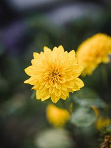 Preview wallpaper dahlia, flower, yellow, bloom