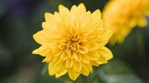 Preview wallpaper dahlia, flower, yellow, bloom