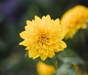 Preview wallpaper dahlia, flower, yellow, bloom