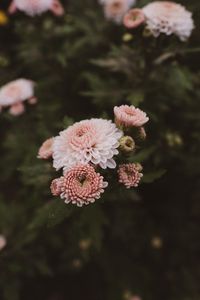 Preview wallpaper dahlia, flowers, bloom, pink