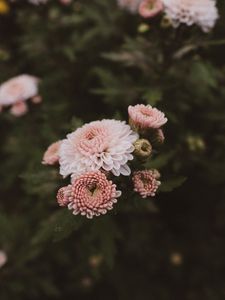 Preview wallpaper dahlia, flowers, bloom, pink