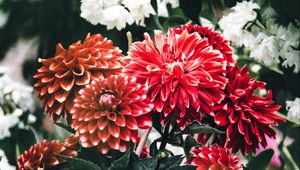 Preview wallpaper dahlia, flowers, petals, leaves, buds