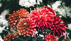 Preview wallpaper dahlia, flowers, petals, leaves, buds