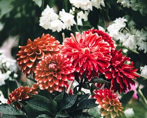 Preview wallpaper dahlia, flowers, petals, leaves, buds