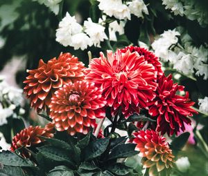 Preview wallpaper dahlia, flowers, petals, leaves, buds