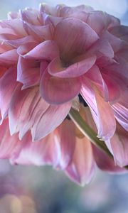 Preview wallpaper dahlia, flowers, petals, pink, macro