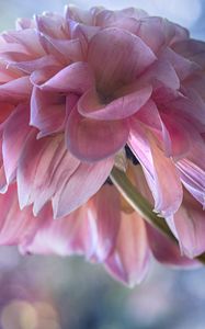 Preview wallpaper dahlia, flowers, petals, pink, macro