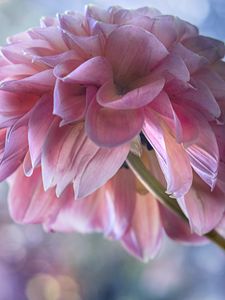 Preview wallpaper dahlia, flowers, petals, pink, macro