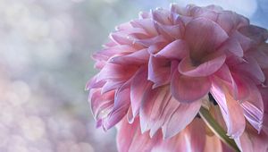 Preview wallpaper dahlia, flowers, petals, pink, macro