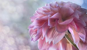 Preview wallpaper dahlia, flowers, petals, pink, macro