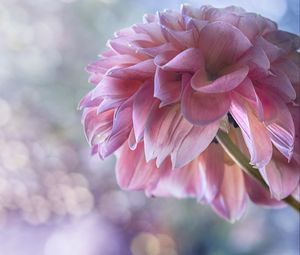 Preview wallpaper dahlia, flowers, petals, pink, macro