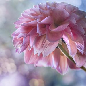 Preview wallpaper dahlia, flowers, petals, pink, macro