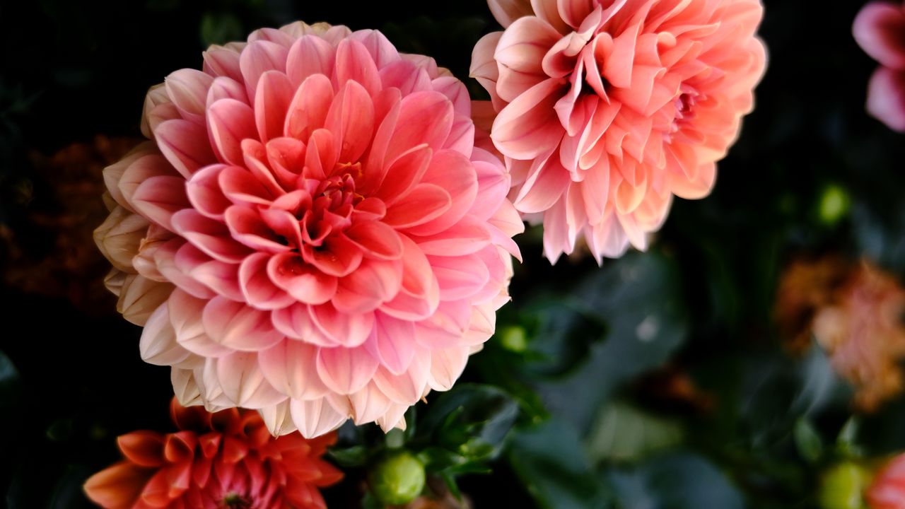 Wallpaper dahlia, flowers, petals, pink, macro, blur