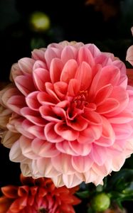 Preview wallpaper dahlia, flowers, petals, pink, macro, blur