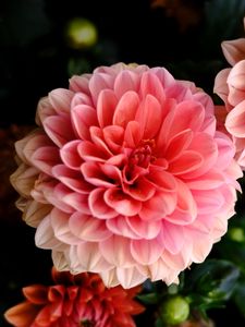 Preview wallpaper dahlia, flowers, petals, pink, macro, blur