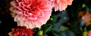 Preview wallpaper dahlia, flowers, petals, pink, macro, blur