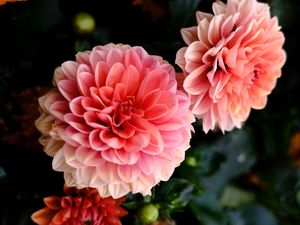 Preview wallpaper dahlia, flowers, petals, pink, macro, blur