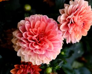 Preview wallpaper dahlia, flowers, petals, pink, macro, blur