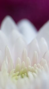 Preview wallpaper dahlia, flowers, petals, pink, white