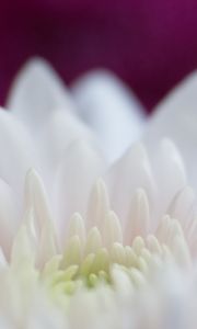 Preview wallpaper dahlia, flowers, petals, pink, white