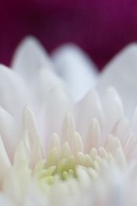 Preview wallpaper dahlia, flowers, petals, pink, white