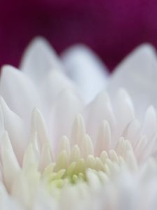 Preview wallpaper dahlia, flowers, petals, pink, white