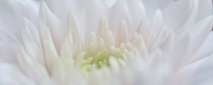 Preview wallpaper dahlia, flowers, petals, pink, white