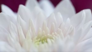 Preview wallpaper dahlia, flowers, petals, pink, white