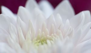 Preview wallpaper dahlia, flowers, petals, pink, white