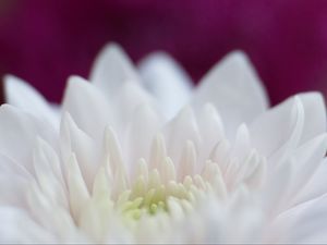 Preview wallpaper dahlia, flowers, petals, pink, white