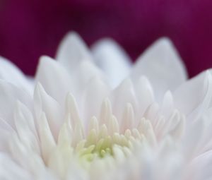 Preview wallpaper dahlia, flowers, petals, pink, white