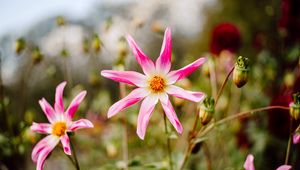 Preview wallpaper dahlia honka pink, dahlia, flower, petals, pink