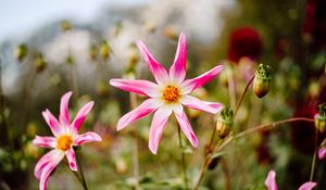 Preview wallpaper dahlia honka pink, dahlia, flower, petals, pink