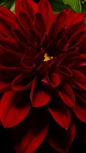 Preview wallpaper dahlia, leaves, close-up