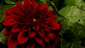 Preview wallpaper dahlia, leaves, close-up