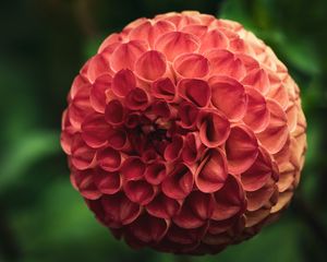 Preview wallpaper dahlia, macro, flower, pink