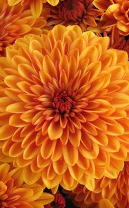 Preview wallpaper dahlia, orange, bud, petals