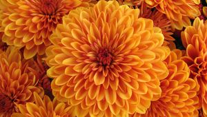 Preview wallpaper dahlia, orange, bud, petals